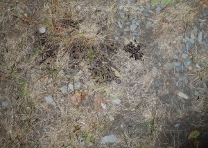 A little spilled wine attracted this creepy  swarm of European earwigs at our island campsite, There were thousands more at the campsite and at least two hitched a ride off the island on our gear. (EasternSlopes.com)