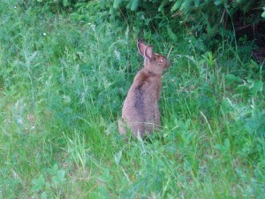 A young hare on the Greenwich Dunes Trail (Warner Shedd photo)
