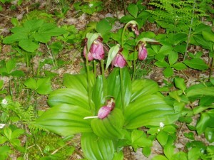Pink lady's slippers in the woods (Warner Shedd photo)