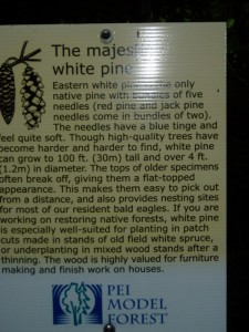 An educational trail sign in the MacPhail Model Forest (Warner Shedd photo)