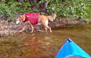 Exercising your older dog with a Ruffwear K-9 Float Coat.