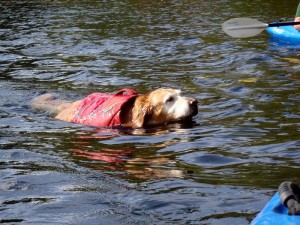 Exercising your older dog with a Ruffwear K-9 Float Coat.