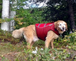 Exercising your older dog with a Ruffwear K-9 Float Coat.