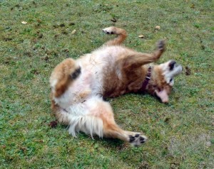 Exercising your older dog with a Ruffwear K-9 Float Coat.