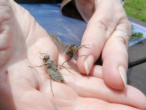 Dragonflies emerging. photo ( Deborah Lee Luskin/EasternSlopes.com)