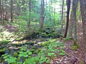 This section of the Grafton Loop Trail is a lovely meander back and forth across a brook in cool, quiet woods. (EasternSlopes.com)