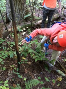 We found rubs – where male deer had rubbed their antlers against young striped maple saplings. (photo by Deborah Lee Luskin for www.easternslopes.com)