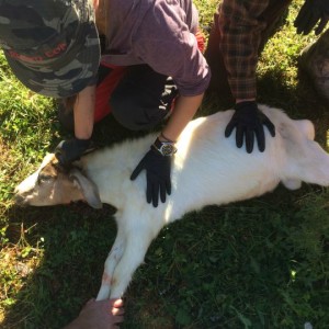 A well-advertised part of the intensive was the Sacred Goat Slaughter. (photo by Deborah Lee Luskin for www.easternslopes.com)